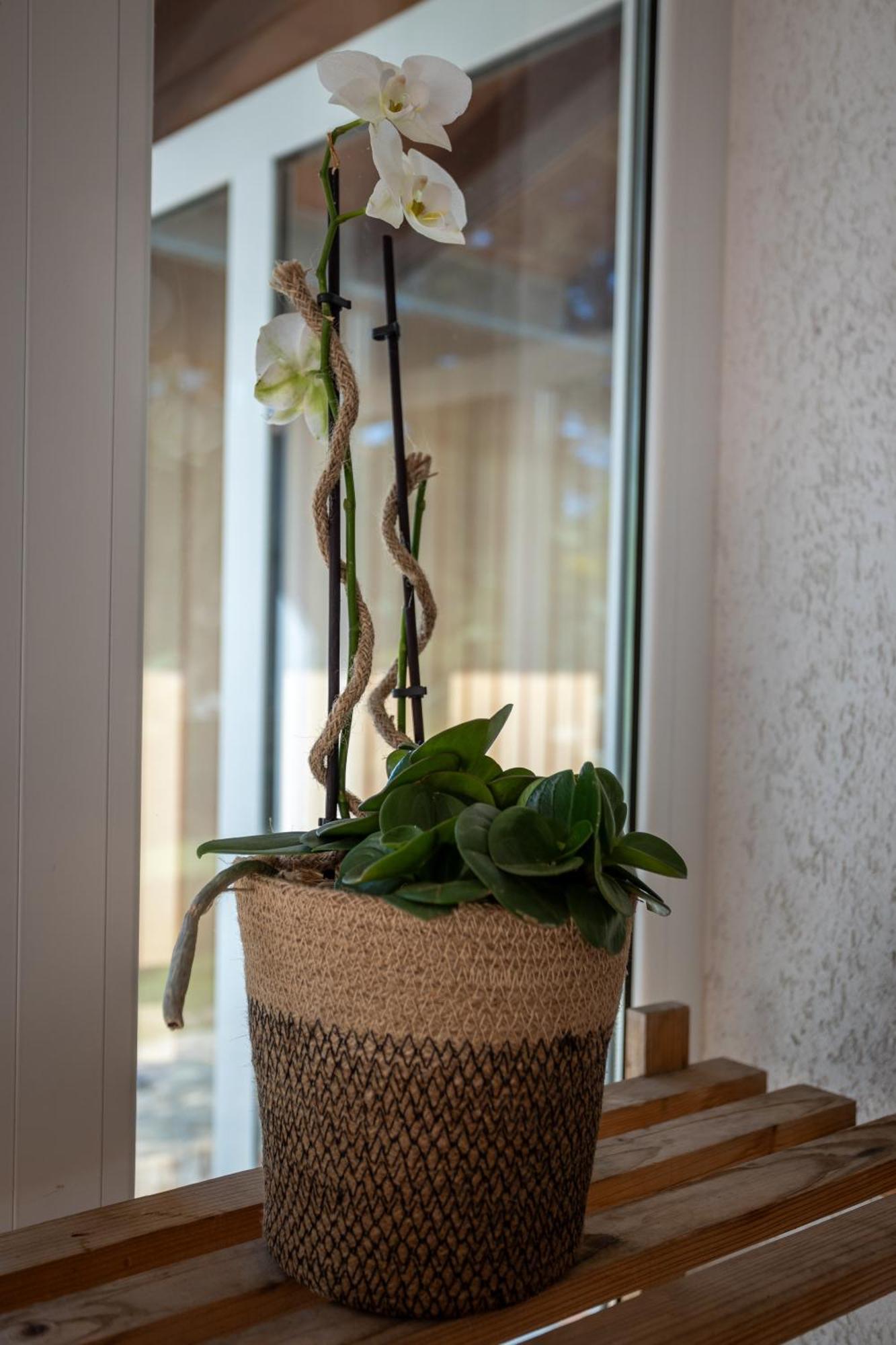 Vila Regi Medulin Exteriör bild